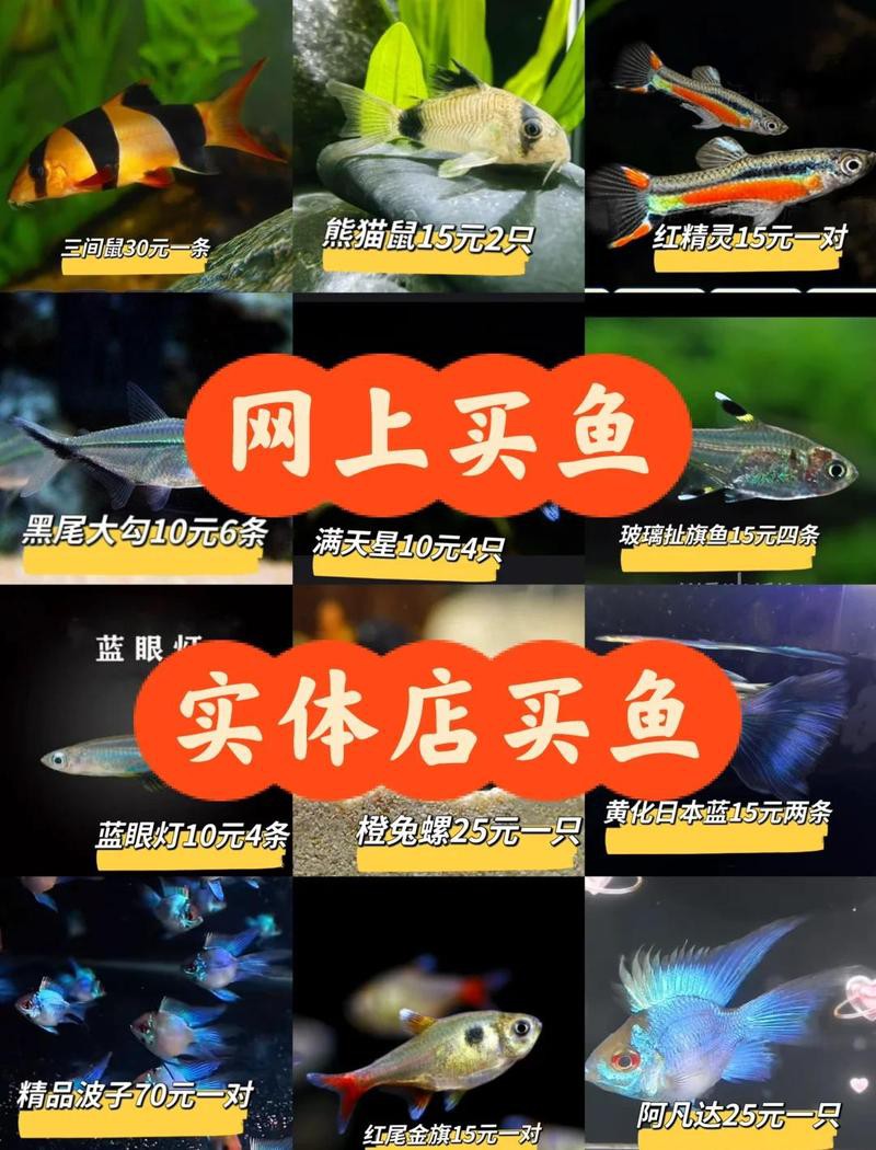 三間魚價格是多少【養殖三間魚的價格】