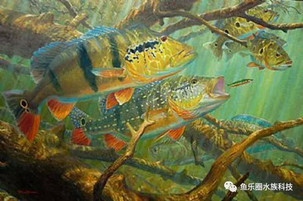 三間魚價格是多少【養殖三間魚的價格】