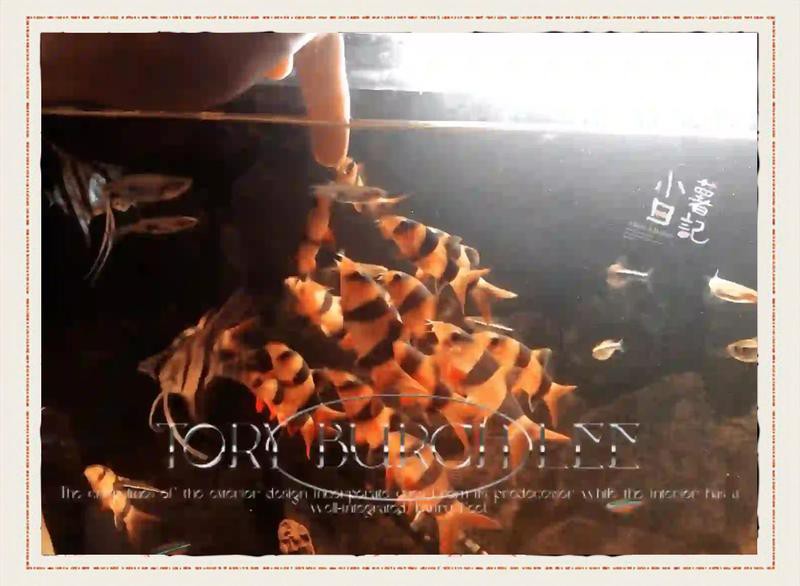 三間魚價格是多少【養殖三間魚的價格】