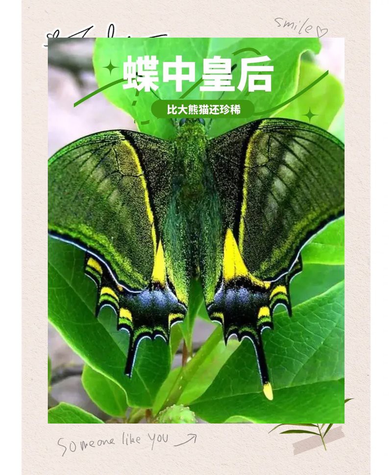 世界上最貴的蝴蝶【中國的“國蝶”】