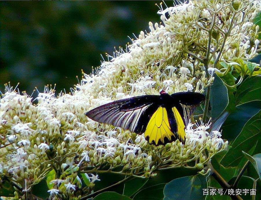 世界上最貴的蝴蝶【中國的“國蝶”】