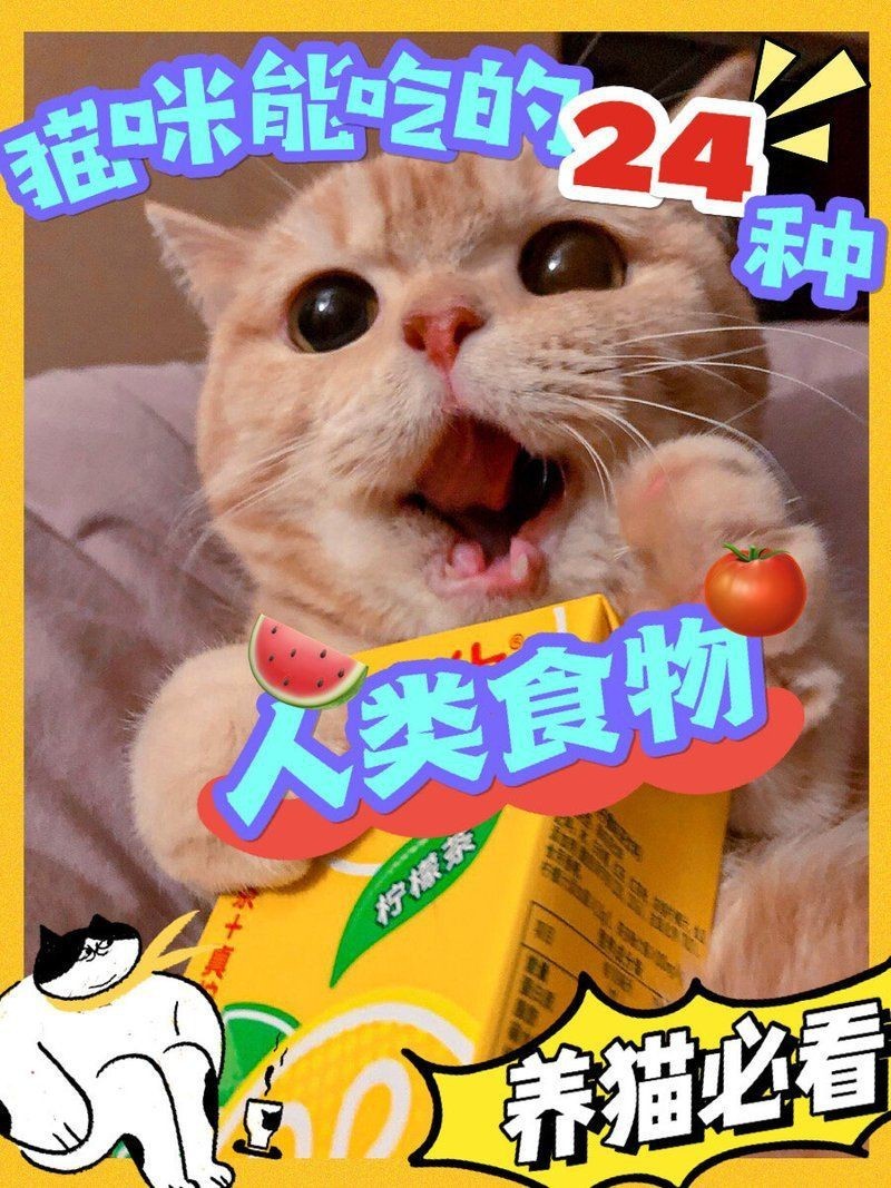 貓咪能吃我們生活中的哪些食物【貓咪能吃我們生活中的哪些食物，貓咪能吃的12種食物】