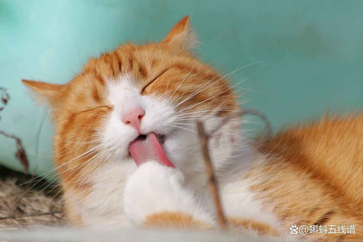 貓咪能吃我們生活中的哪些食物【貓咪能吃我們生活中的哪些食物，貓咪能吃的12種食物】