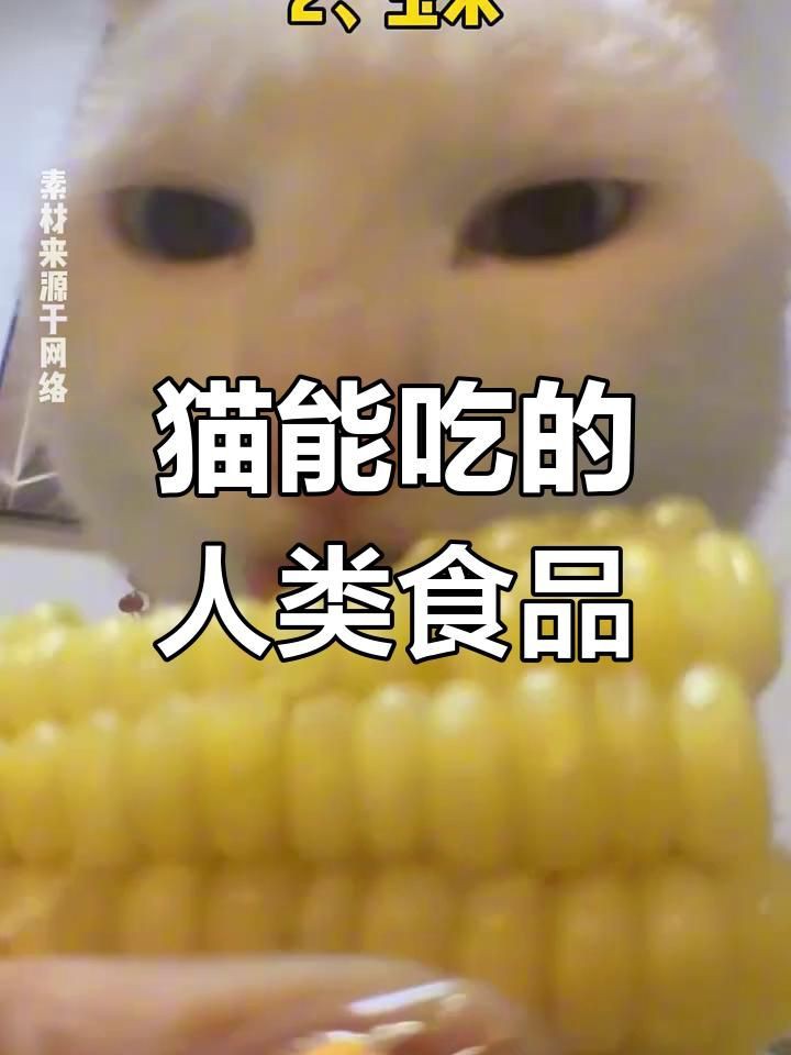 貓咪能吃我們生活中的哪些食物【貓咪能吃我們生活中的哪些食物，貓咪能吃的12種食物】