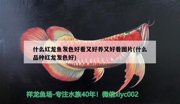 泗水龍魚最建議買的三樣東西【泗水龍魚的飼養(yǎng)建議】 泗水龍魚最建議買的三樣東西【泗水龍魚的飼養(yǎng)建議】 龍魚百科 第8張