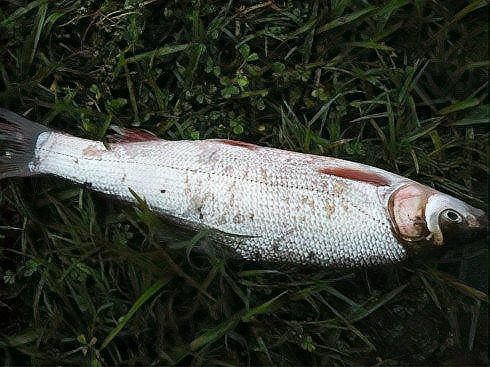 中下層最出名三個魚【\