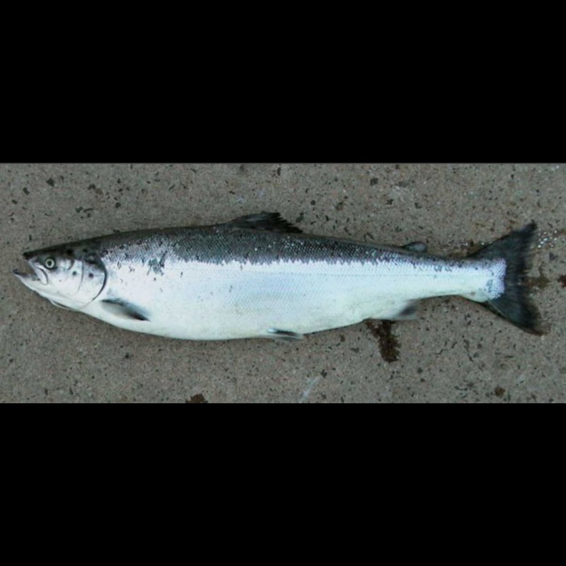 三紋魚有幾個品種【\