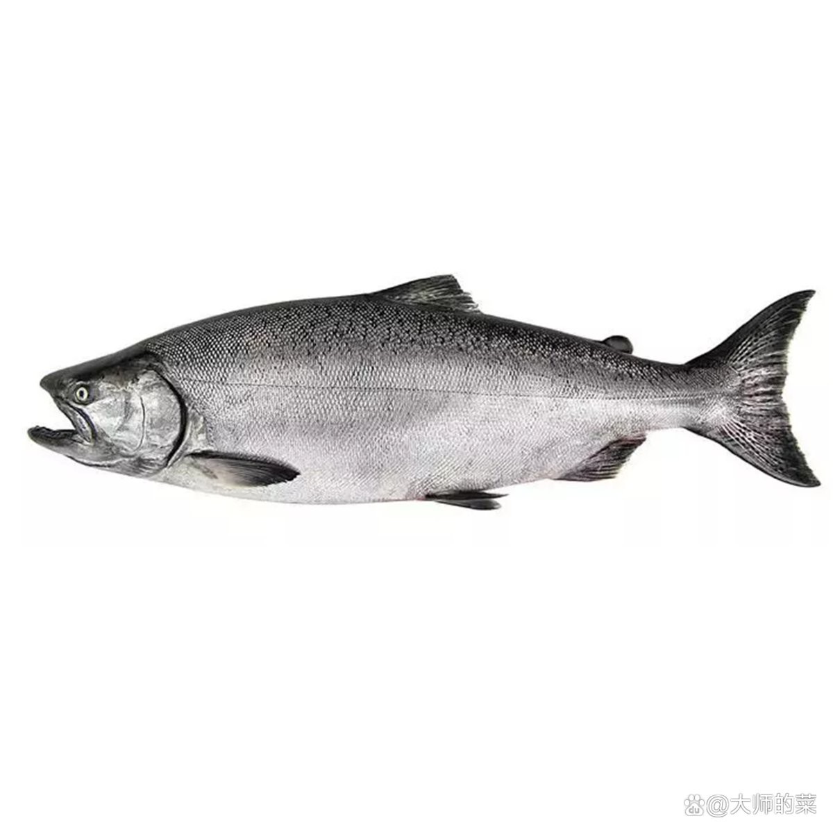 三紋魚有幾個品種【\