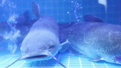 喀什龍魚店【喀什地區的“龍魚店”是一個融合了特色餐飲與觀賞功能的綜合性場所】 全國水族館企業名錄 第1張 喀什龍魚店【喀什地區的“龍魚店”是一個融合了特色餐飲與觀賞功能的綜合性場所】 喀什龍魚店【喀什地區的“龍魚店”是一個融合了特色餐飲與觀賞功能的綜合性場所】 全國水族館企業名錄 第1張
