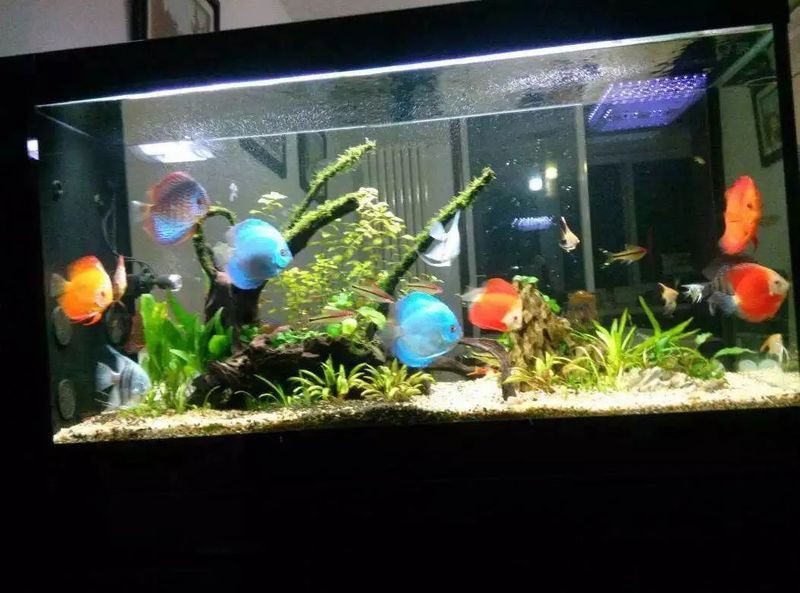 家用魚缸維修【家用魚缸的維修方法】 家用魚缸維修【家用魚缸的維修方法】 全國水族館企業名錄 第1張