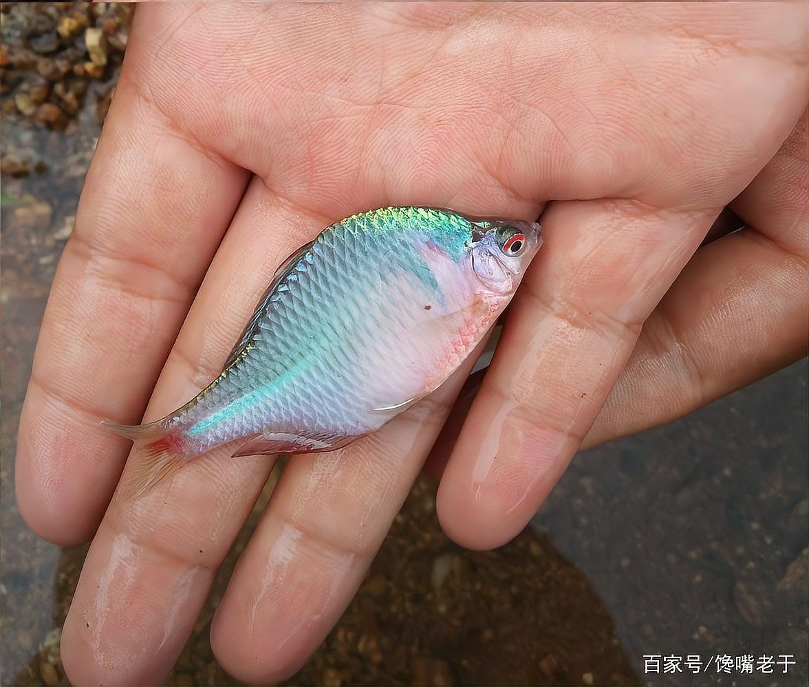 上饒市說的“皮魚”是什么魚【上饒皮魚的觀賞價(jià)值相提并論：上饒皮魚的味覺符號(hào)】