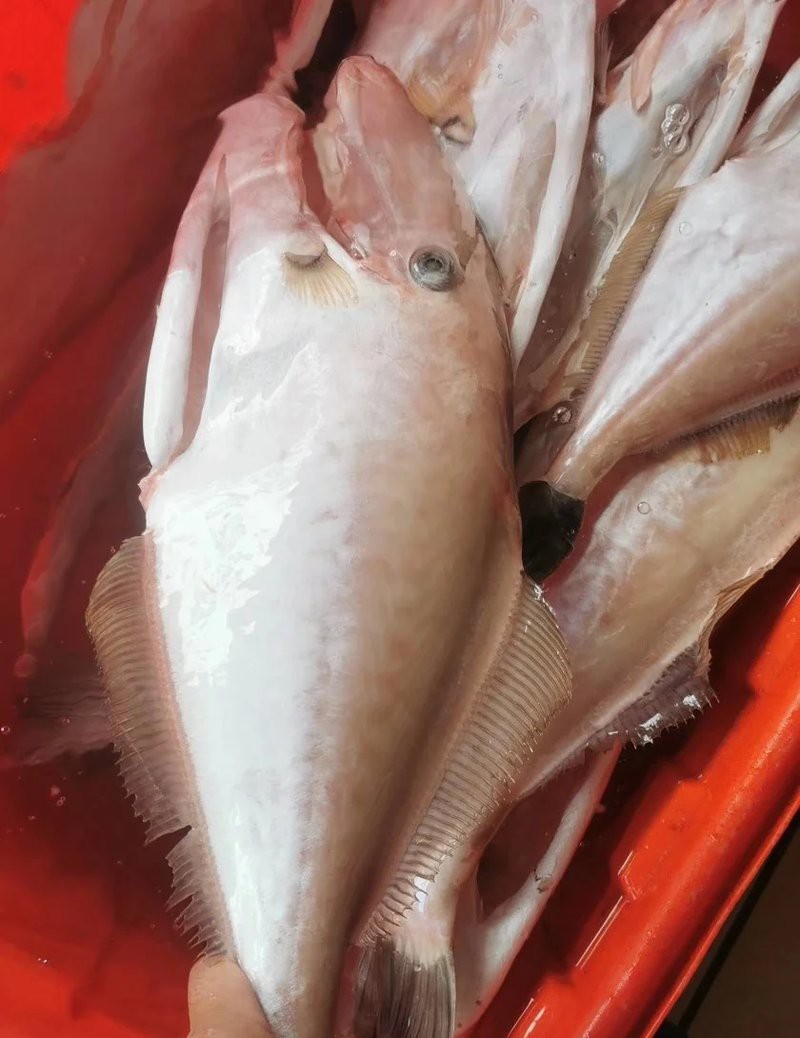 上饒市說的“皮魚”是什么魚【上饒皮魚的觀賞價(jià)值相提并論：上饒皮魚的味覺符號(hào)】