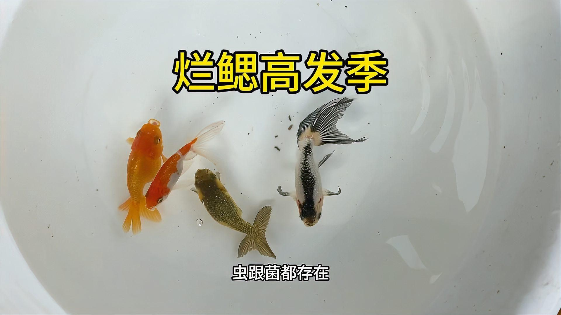 如何判斷魚鰓爛洞是否嚴重？【草魚爛鰓病診斷與防治】
