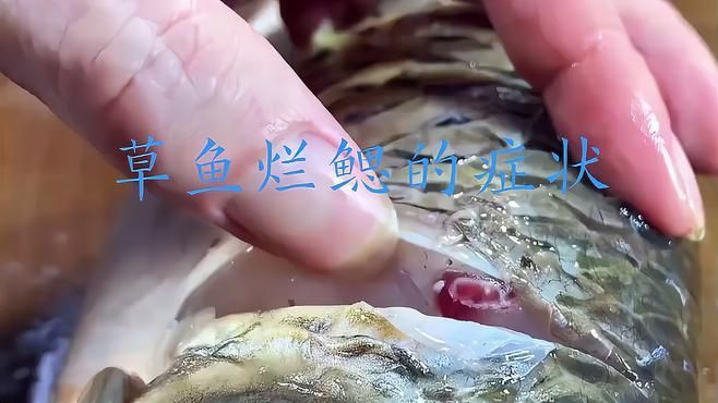 如何判斷魚鰓爛洞是否嚴重？【草魚爛鰓病診斷與防治】