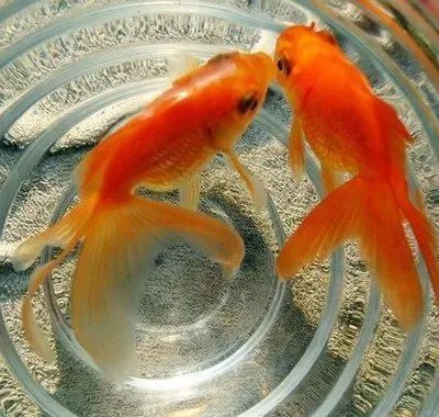 來賓魚缸店【來賓豐琳源魚缸店】 來賓魚缸店【來賓豐琳源魚缸店】 全國水族館企業名錄 第9張
