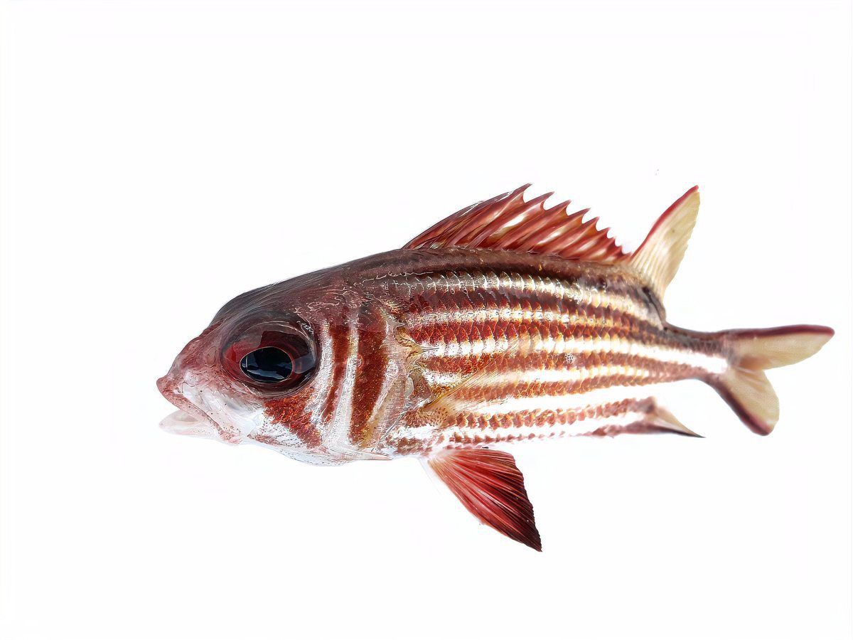 紅勾銀版魚被禁的原因分析與反饋意見【紅勾銀版魚(學名真鯛)被列入國家二級保護動物】