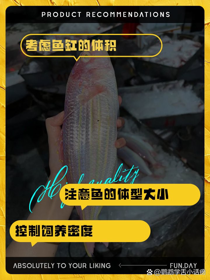 40缸養霸氣魚最佳數量【40缸養殖霸氣魚最佳數量】