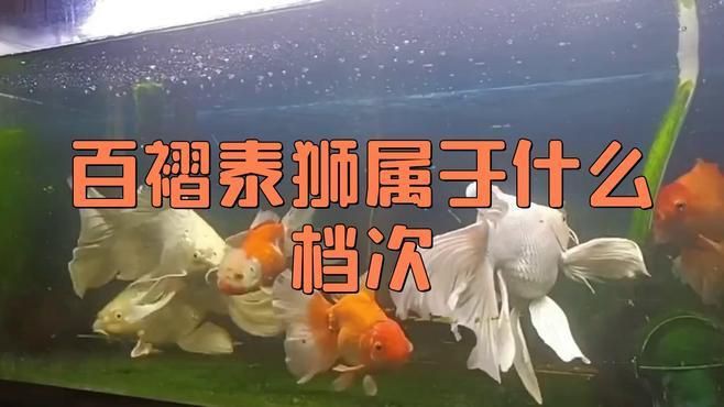 蘭壽和泰獅哪個檔次高【蘭壽和泰獅作為金魚中的兩大經典品種其“檔次”高低并非絕對】