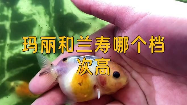 蘭壽和泰獅哪個檔次高【蘭壽和泰獅作為金魚中的兩大經典品種其“檔次”高低并非絕對】