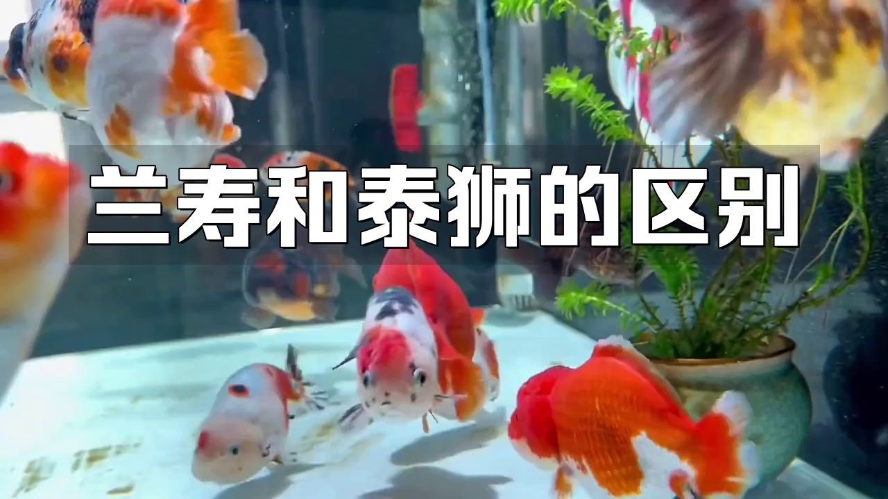 蘭壽和泰獅哪個檔次高【蘭壽和泰獅作為金魚中的兩大經典品種其“檔次”高低并非絕對】