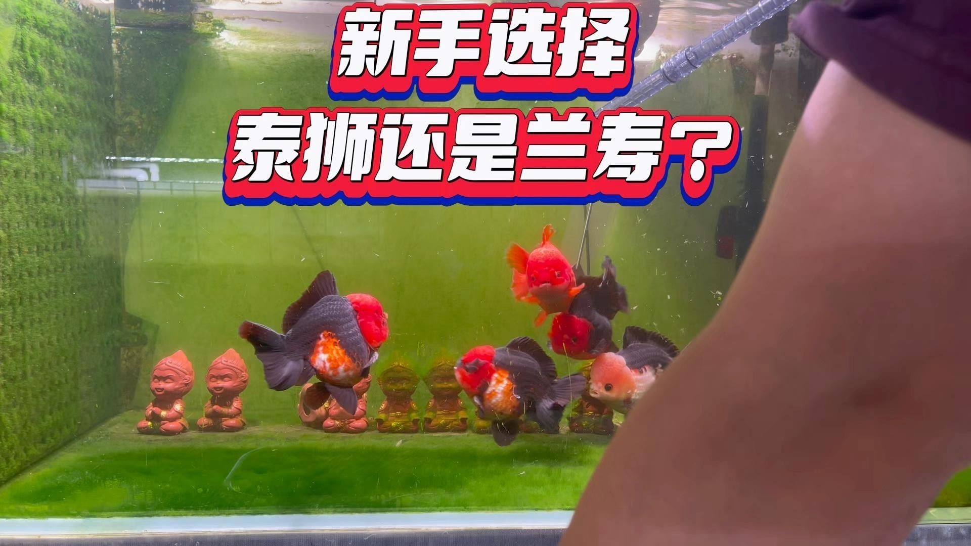蘭壽和泰獅哪個檔次高【蘭壽和泰獅作為金魚中的兩大經典品種其“檔次”高低并非絕對】