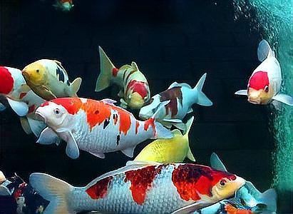 灰狗頭魚最忌三種東西【《灰狗頭魚最忌三種東西》灰狗頭魚最忌三種東西科學配比】