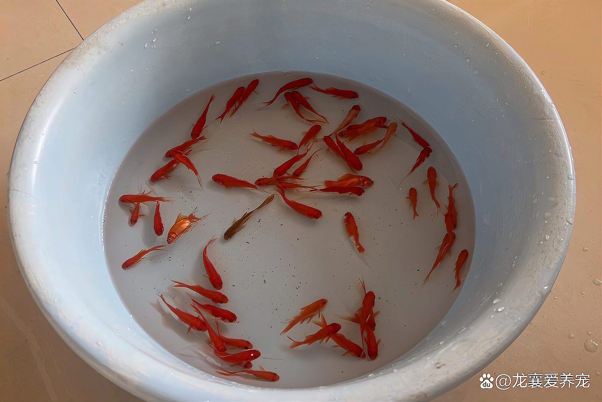 灰狗頭魚最忌三種東西【《灰狗頭魚最忌三種東西》灰狗頭魚最忌三種東西科學配比】