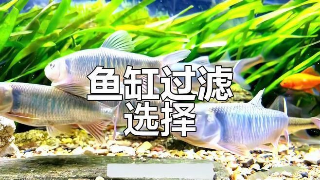 水族箱過濾系統選擇【你的魚缸過濾系統選哪種一分鐘了解常見類型】 水族箱過濾系統選擇【你的魚缸過濾系統選哪種一分鐘了解常見類型】 龍魚百科 第1張