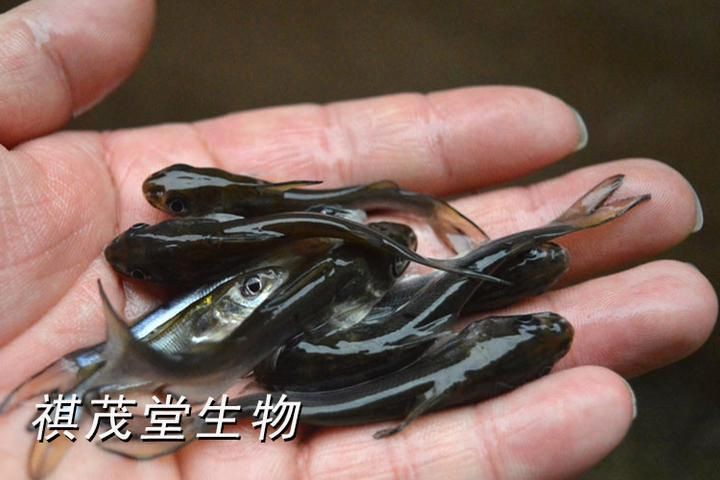 提供幾張不同類型爛鰓的圖片【水產養殖中常見的爛鰓病】 提供幾張不同類型爛鰓的圖片【水產養殖中常見的爛鰓病】 龍魚百科 第26張