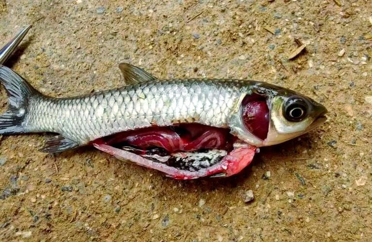 提供幾張不同類型爛鰓的圖片【水產養殖中常見的爛鰓病】 提供幾張不同類型爛鰓的圖片【水產養殖中常見的爛鰓病】 龍魚百科 第16張