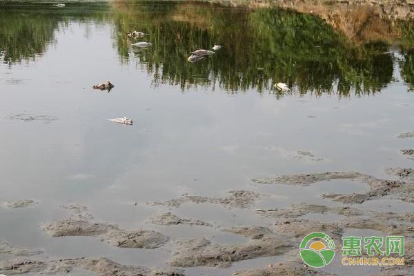 提供幾張不同類型爛鰓的圖片【水產養殖中常見的爛鰓病】 提供幾張不同類型爛鰓的圖片【水產養殖中常見的爛鰓病】 龍魚百科 第24張