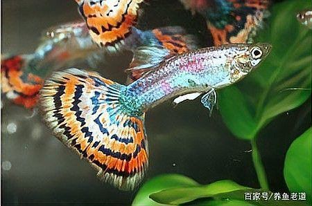 孔雀魚的正確飼養方法【養殖孔雀魚的注意事項】