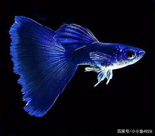 孔雀魚的正確飼養方法【養殖孔雀魚的注意事項】