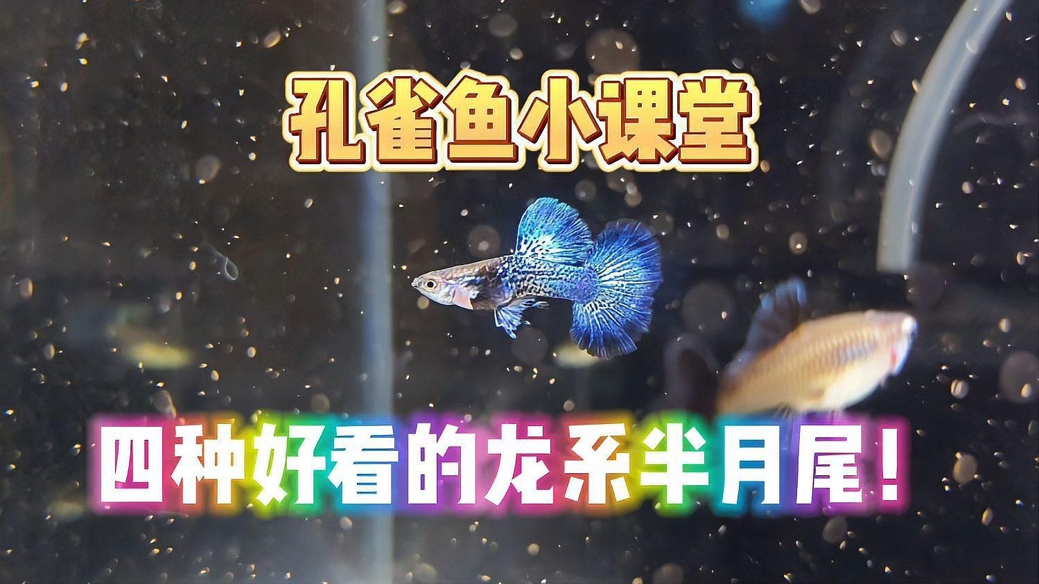 孔雀龍魚最簡單三個品種【孔雀魚小課堂之四種好看的龍系半月尾孔雀魚】 孔雀龍魚最簡單三個品種【孔雀魚小課堂之四種好看的龍系半月尾孔雀魚】 龍魚百科 第1張