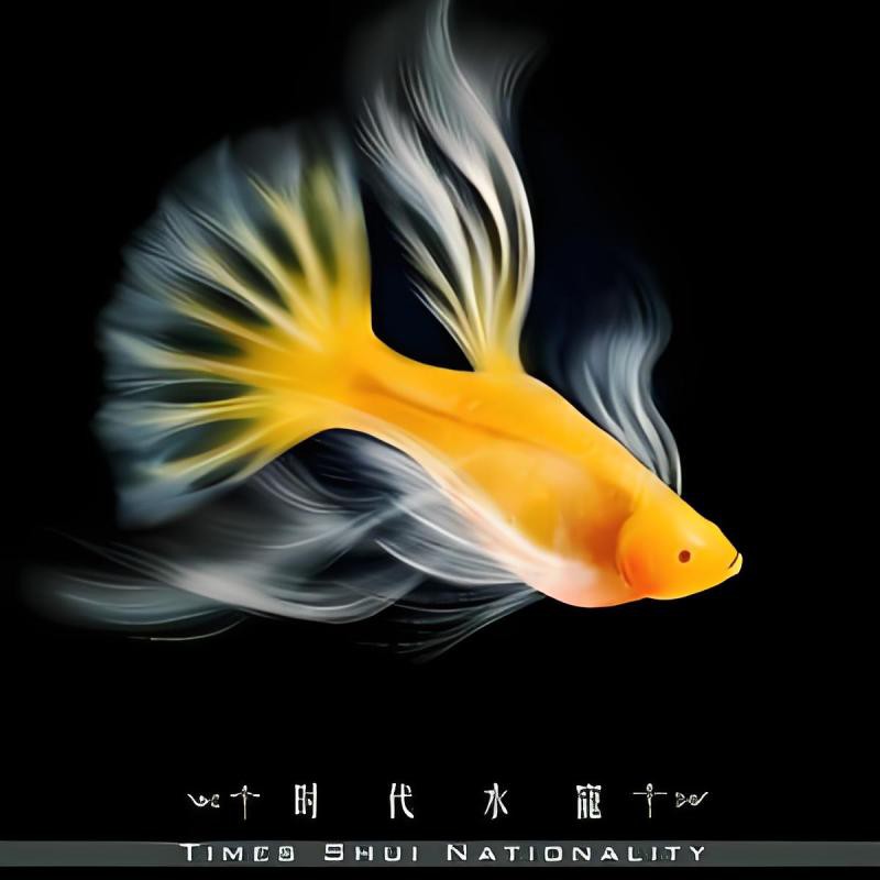 云霄水族店【云霄縣喜陽水族館】