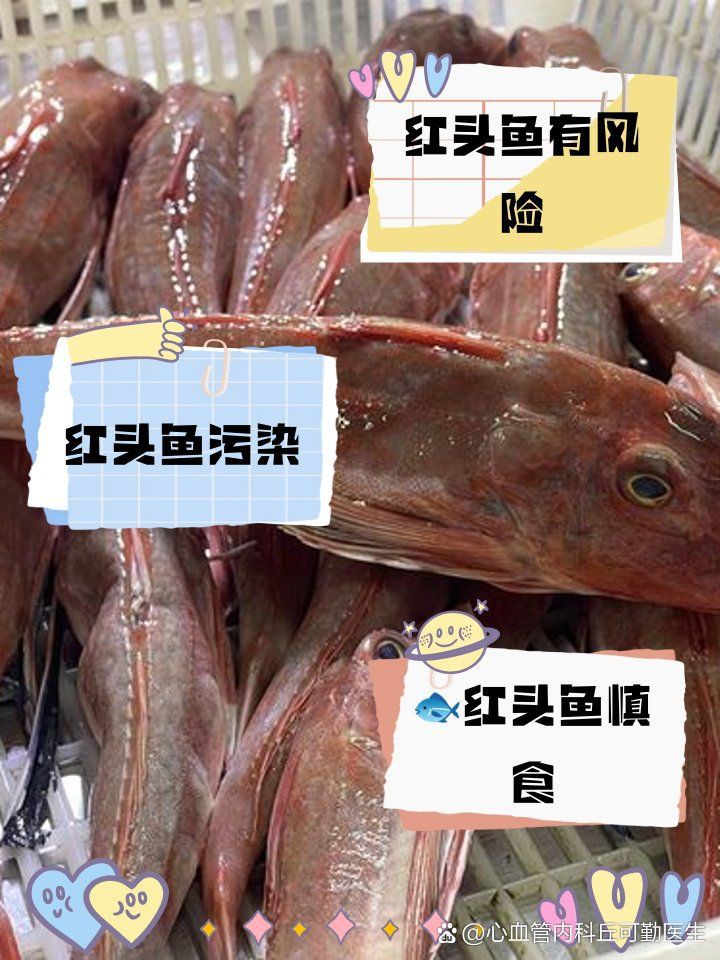 紅頭魚盡量少吃的原因【紅頭魚為何盡量少吃】 紅頭魚盡量少吃的原因【紅頭魚為何盡量少吃】 龍魚論壇 第1張