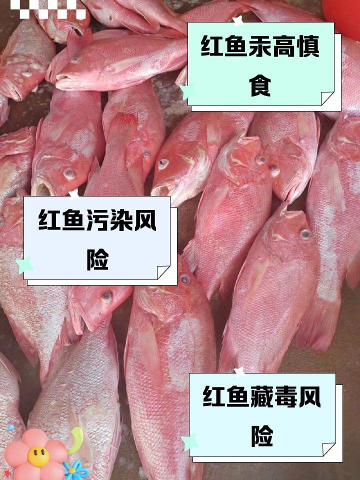紅頭魚盡量少吃的原因【紅頭魚為何盡量少吃】 紅頭魚盡量少吃的原因【紅頭魚為何盡量少吃】 龍魚論壇 第5張