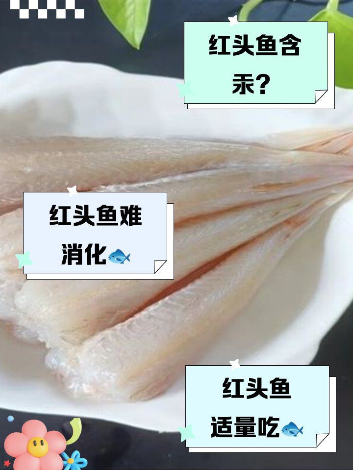 紅頭魚盡量少吃的原因【紅頭魚為何盡量少吃】 紅頭魚盡量少吃的原因【紅頭魚為何盡量少吃】 龍魚論壇 第3張