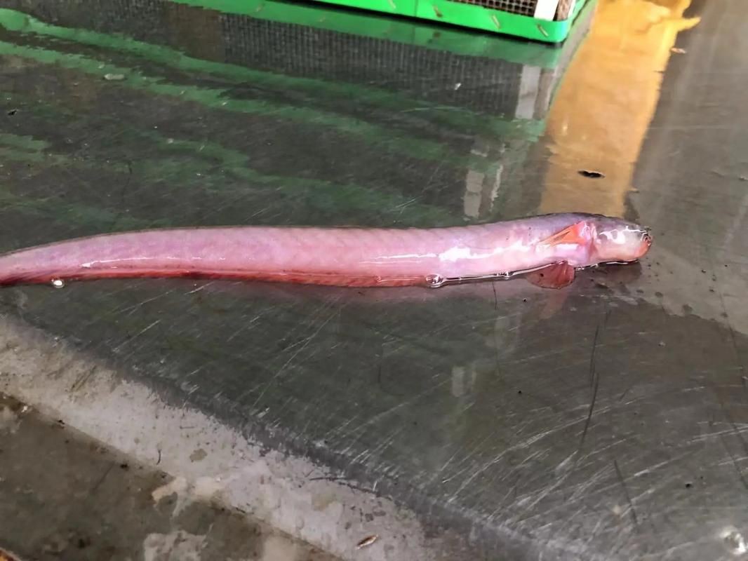 狼牙鰕虎魚圖片【狼牙鰕虎魚】 狼牙鰕虎魚圖片【狼牙鰕虎魚】 龍魚百科 第4張