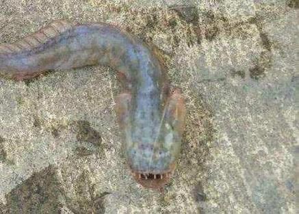 狼牙鰕虎魚圖片【狼牙鰕虎魚】 狼牙鰕虎魚圖片【狼牙鰕虎魚】 龍魚百科 第3張