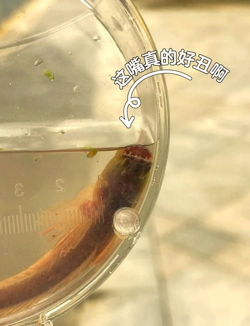 狼牙鰕虎魚圖片【狼牙鰕虎魚】 狼牙鰕虎魚圖片【狼牙鰕虎魚】 龍魚百科 第20張