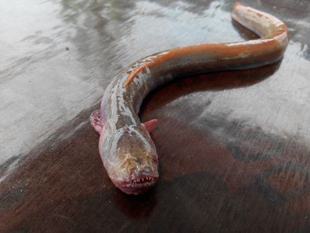 狼牙鰕虎魚圖片【狼牙鰕虎魚】 狼牙鰕虎魚圖片【狼牙鰕虎魚】 龍魚百科 第27張