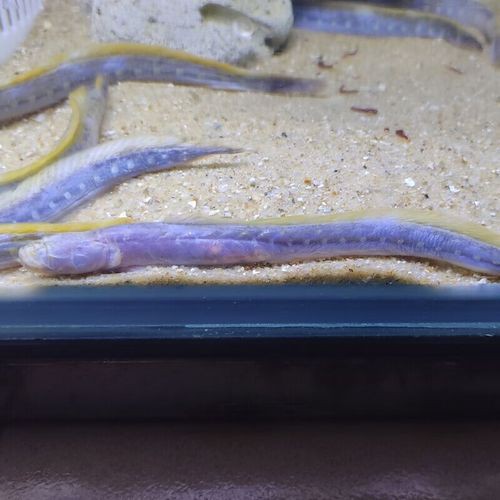 狼牙鰕虎魚圖片【狼牙鰕虎魚】 狼牙鰕虎魚圖片【狼牙鰕虎魚】 龍魚百科 第15張