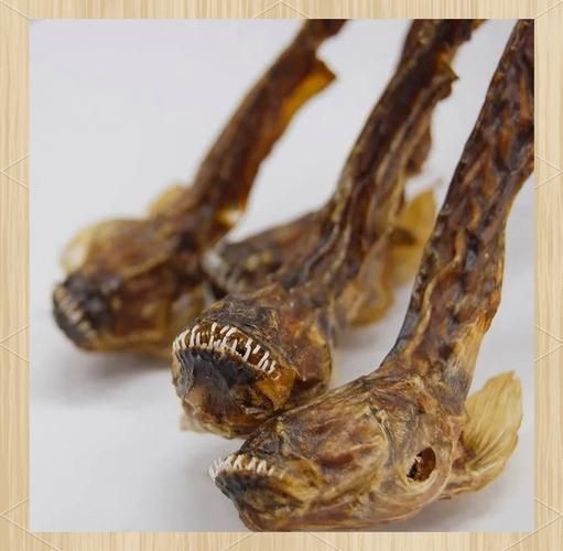 狼牙鰕虎魚圖片【狼牙鰕虎魚】 狼牙鰕虎魚圖片【狼牙鰕虎魚】 龍魚百科 第11張