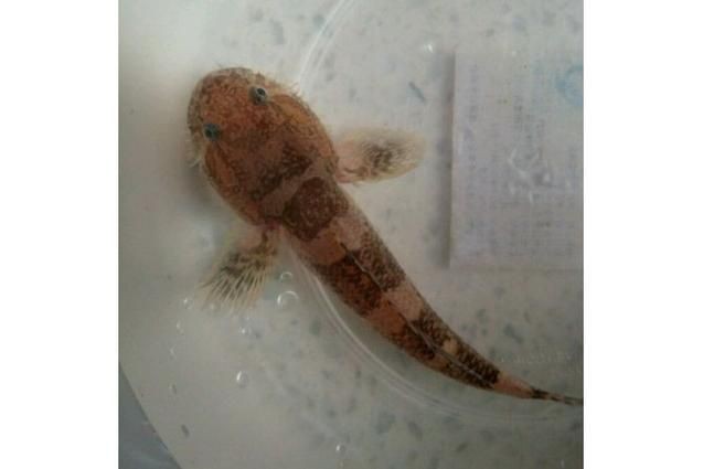 狼牙鰕虎魚圖片【狼牙鰕虎魚】 狼牙鰕虎魚圖片【狼牙鰕虎魚】 龍魚百科 第12張