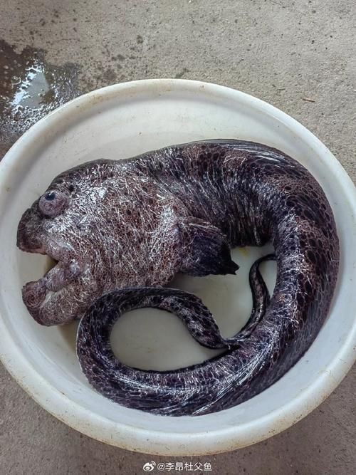狼牙鰕虎魚圖片【狼牙鰕虎魚】 狼牙鰕虎魚圖片【狼牙鰕虎魚】 龍魚百科 第21張