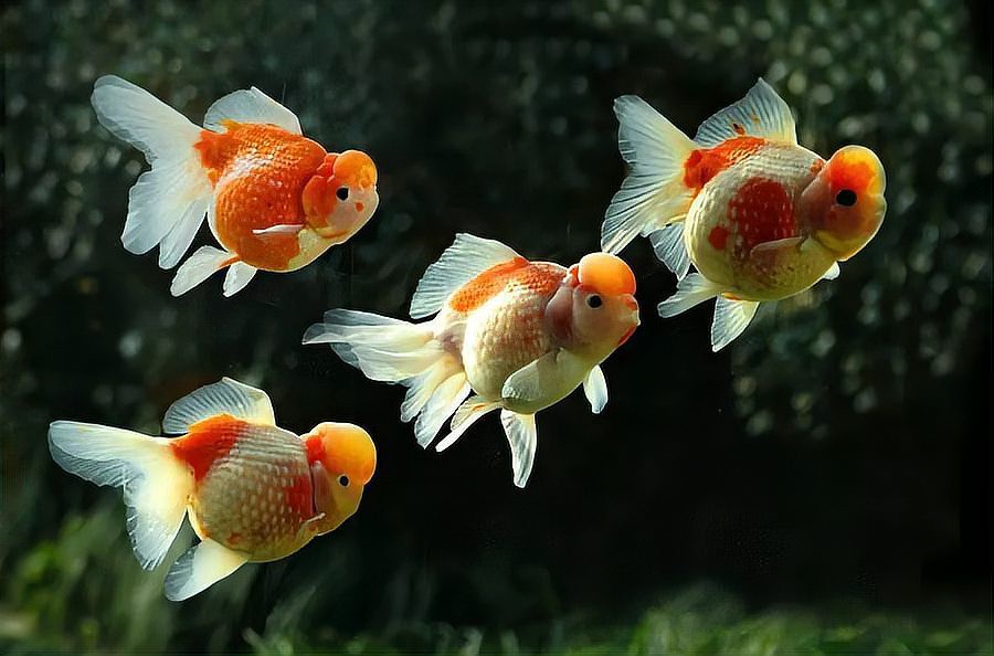 20cm的魚適合養嗎【《20cm的魚適合養嗎》探討20cm魚類是否適宜飼養】