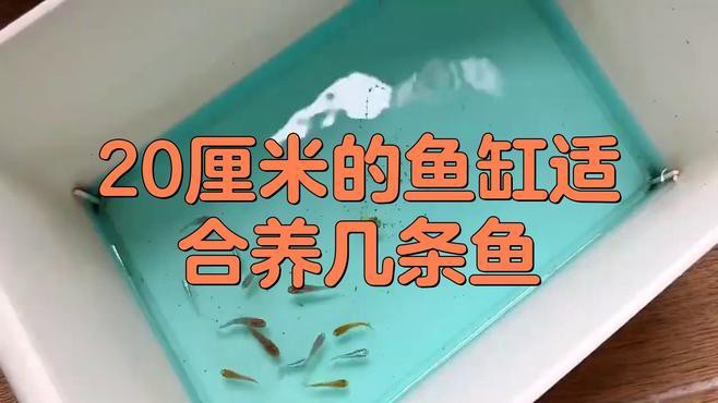 20cm的魚適合養(yǎng)嗎【《20cm的魚適合養(yǎng)嗎》探討20cm魚類是否適宜飼養(yǎng)】 20cm的魚適合養(yǎng)嗎【《20cm的魚適合養(yǎng)嗎》探討20cm魚類是否適宜飼養(yǎng)】 龍魚論壇 第5張