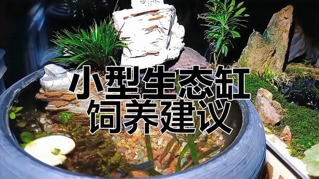 20cm的魚適合養嗎【《20cm的魚適合養嗎》探討20cm魚類是否適宜飼養】