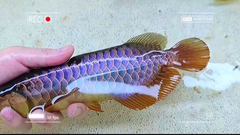 最貴金龍魚(yú)中哪一種最稀有？【最貴的金龍魚(yú)品種是什么】